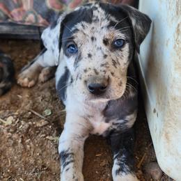 Catahoula Leopard Dogs from Kassie's Catahoulas