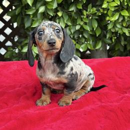 Izzy - Dapple female Dachshund puppy in Temecula, California from Naomi Magee's Dachshund Kennel