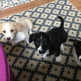 Cardigan Welsh Corgi Puppies from Grandiose Cardigan Welsh Corgis
