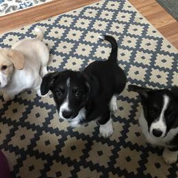 Cardigan Welsh Corgi Puppies from Grandiose Cardigan Welsh Corgis