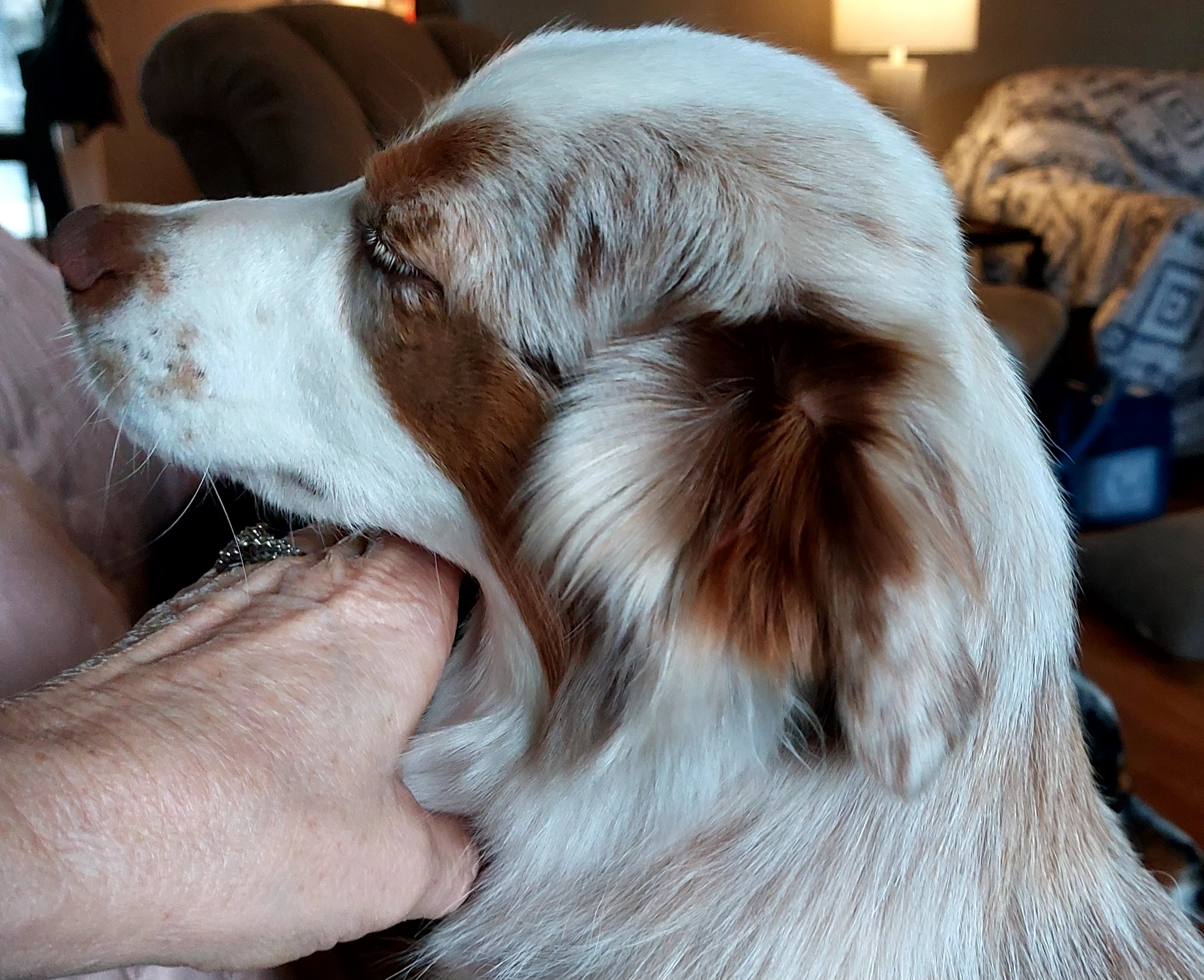Heidi - Miniature Australian Shepherd