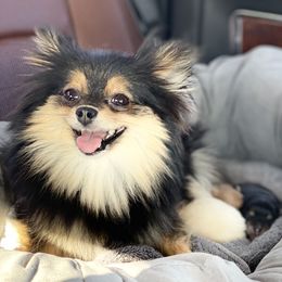 Babydoll - Pomeranian