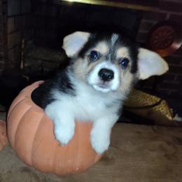 Dolly - Black and tan female Pembroke Welsh Corgi puppy in Saltville, Virginia from Kathy's Corgis