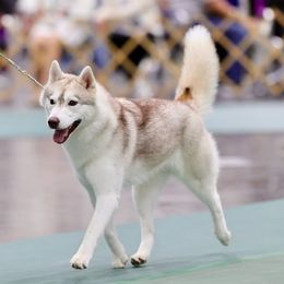 Siberian Husky puppies from Pride Rock Siberians
