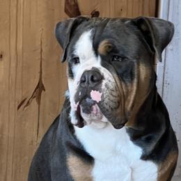 Olde English Bulldogges from Mule Pool Olde English Bulldogges