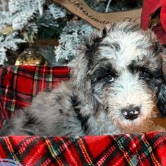 Lavender Tea - Merle Double Doodle puppy in Palmetto Bay, Florida from Coral Gables Doodles