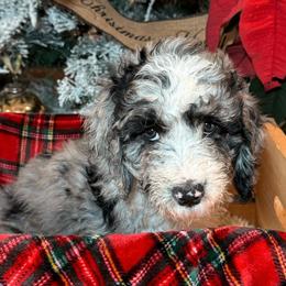 Lavender Tea - Merle Double Doodle puppy in Palmetto Bay, Florida from Coral Gables Doodles