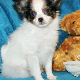 Chai - White black and tan male Papillon puppy in Neosho, Missouri from Ms. Barbs Puppies