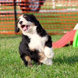 Bernedoodle and Goldendoodle Puppies from Dawg'on Doodles
