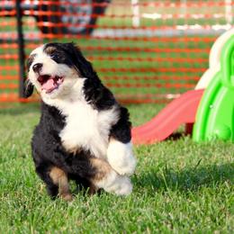 Bernedoodle and Goldendoodle Puppies from Dawg'on Doodles
