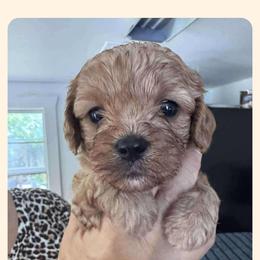 Cavapoo All Grown Up from Carolina Canines