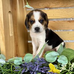 Oak - Black white and tan male Beagle puppy in Katy, Texas from Houston’s Howlin’ Hounds