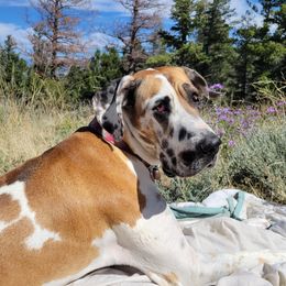 Coco Pebbles - Great Dane