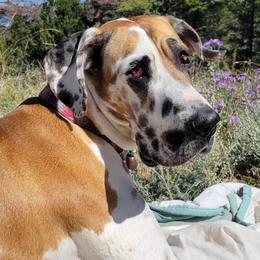 Coco Pebbles - Great Dane