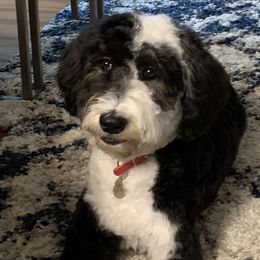 Sammy Girl - Sheepadoodle