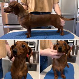 Tate - Red male Dachshund puppy in Fond Du Lac, Wisconsin from Clucking Homestead Springers & Dachshunds