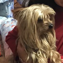 Hersey - Yorkshire Terrier