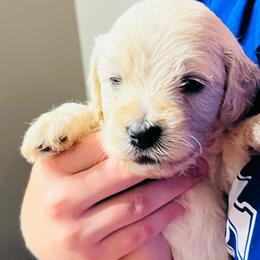 Skittle - Cream female Goldendoodle puppy in Baldwin, Georgia from Simmons F1b Goldendoodles