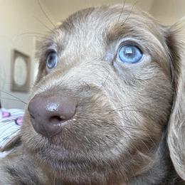 Dachshunds from Weenie Land Miami