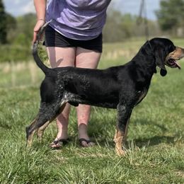 Scout - Bluetick Coonhound