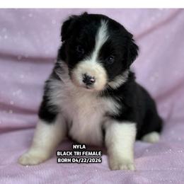 Nyla - Black tri-color female Australian Shepherd puppy in Bethany, Connecticut from Wynter Thyme Manor Australian shepherds