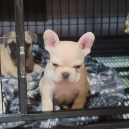 French Bulldog Puppies from Culichitown Frenchies