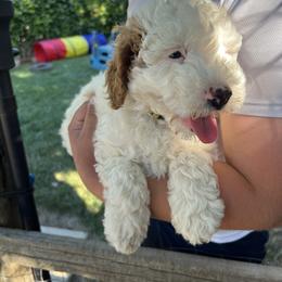 Yellow collar boy - Parti male Goldendoodle puppy in Fairfield, California from Twin Sisters Doodles