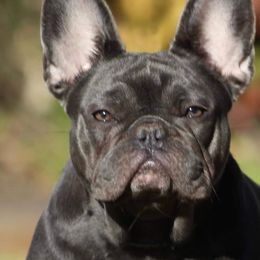 French Bulldogs from 715 Frenchies