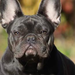 French Bulldogs from 715 Frenchies