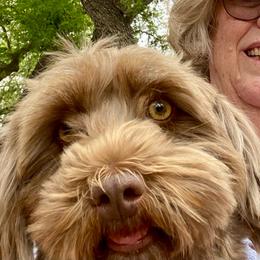 Holly - Havanese
