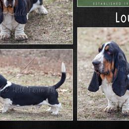 Louie - Basset Hound