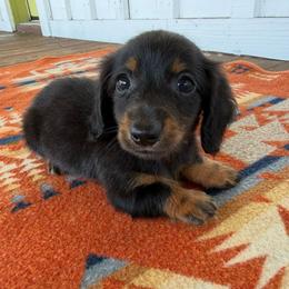 Cletus- READY NEXT WEEK - Black and tan male Dachshund puppy in Okeechobee, Florida from HotShot Kennels