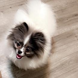 Misty - Pomeranian