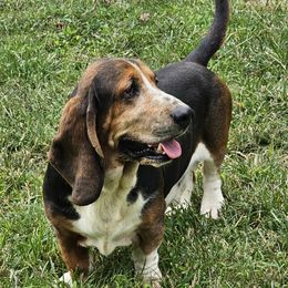 Boss - Basset Hound
