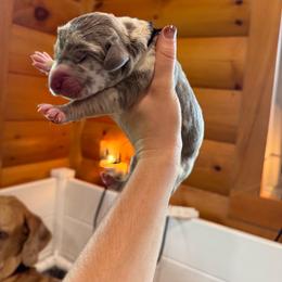 Shermy - Harlequin male Great Dane puppy in Corsica, Pennsylvania from Ferguson Family Danes LLC