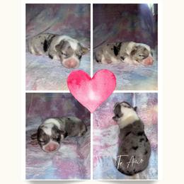 Mulan - Blue merle and white female American Corgi puppy in Foreman Ar., Arkansas from Grassy Lake Corgis