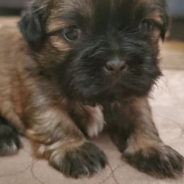 Shih Tzus from Lugo Shih Tzus
