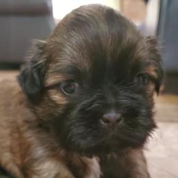 Shih Tzus from Lugo Shih Tzus