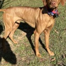 Cash - Vizsla