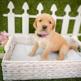 Goldendoodle Puppies from Peachy Doodles