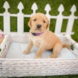 Goldendoodle Puppies from Peachy Doodles