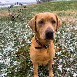 Rosie - Dilute Retriever