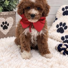 Red boy - Red  male Poodle puppy in Waskom, Texas from Pearls & Curls doodles & poodles