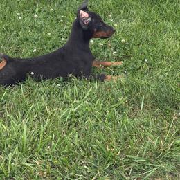 JJ - Black and rust male Doberman Pinscher puppy in Peru, Indiana from De luxe dobermans