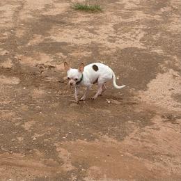 Blanco - Chihuahua