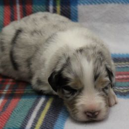 Neo - Blue merle male Australian Shepherd puppy in Kansas, Oklahoma from Windy G Farm