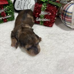 Sable - Dapple female Dachshund puppy in Pleasant Plains, Arkansas from JGBs Dachshunds