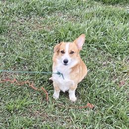 Liberty  - Pembroke Welsh Corgi