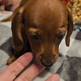 Pinky - Red female Dachshund puppy in Strong, Arkansas from Dachshunds R Us