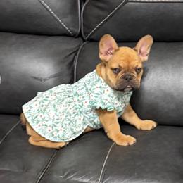 Snickers - Fawn and white female French Bulldog puppy in Temple, Texas from Teak’s Texas Frenchie’s